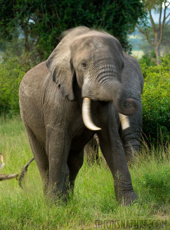 Loxodonta africana [240 mm, 1/60 sec at f / 7.1, ISO 500]